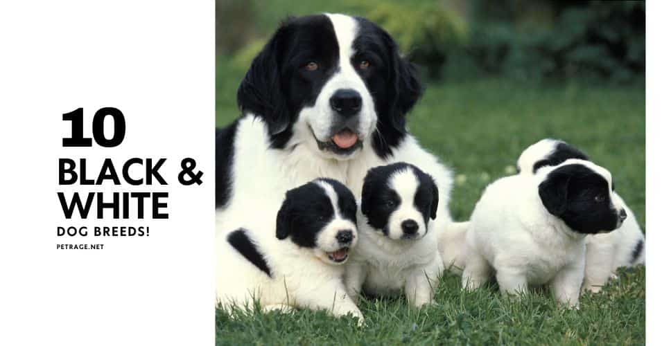 meet the 10 most popular black and white dog breeds petrage