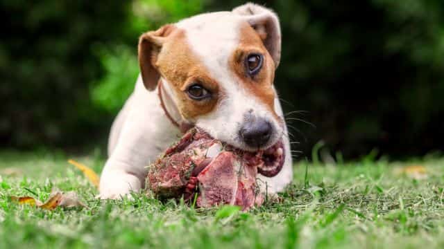 raw dog food diet for dogs pros and cons petrage topper 1