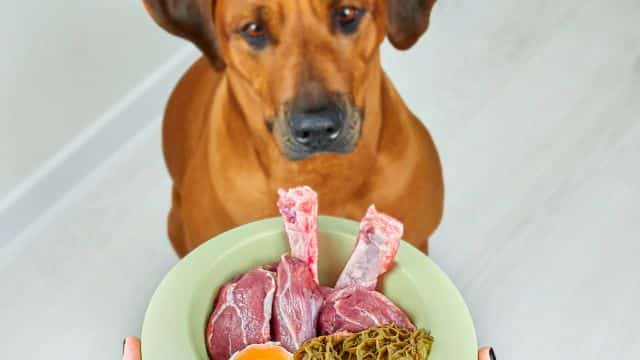 raw dog food diet for dogs pros and cons petrage topper 2