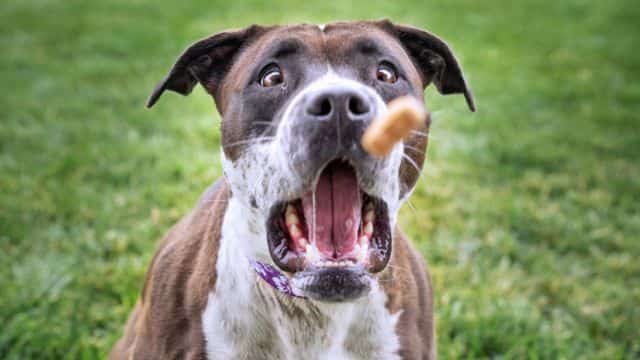 top 10 best homemade dog treat recipes blog topper petrage (2)