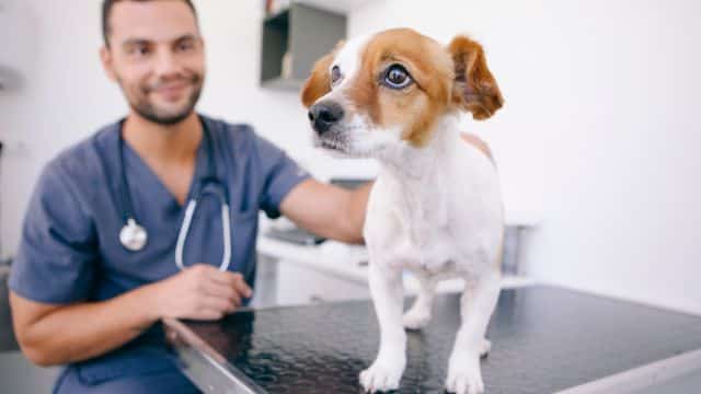 why is my dog coughing blog post topper petrage 1