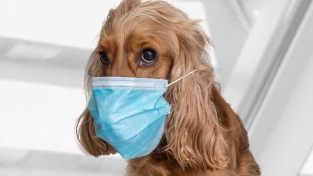 why is my dog coughing treatments and solutions topper blog post petrage 1