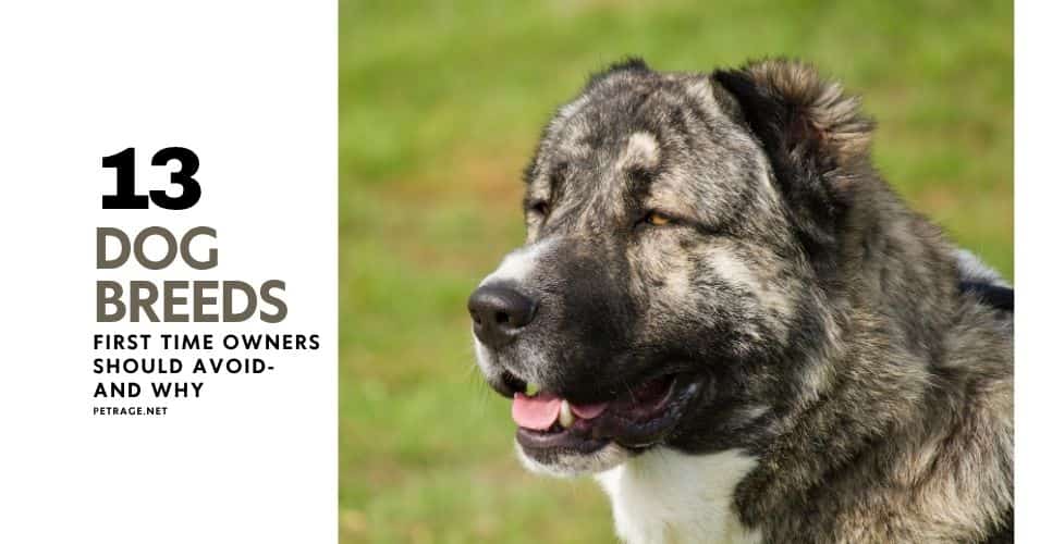 13 dog breeds first time owners should avoid and why petrage