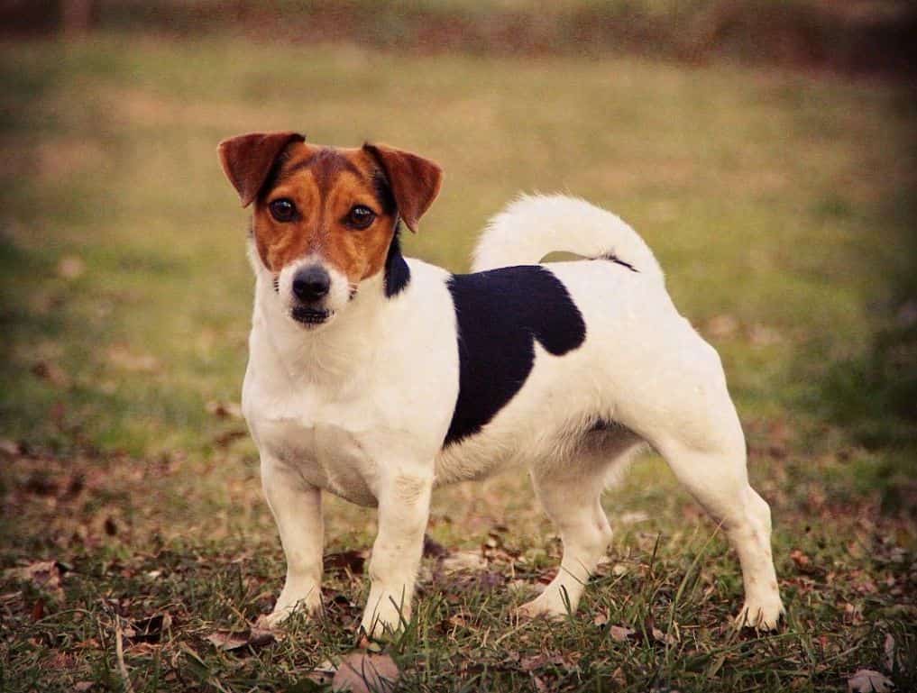 dalia bau the jrt (2)