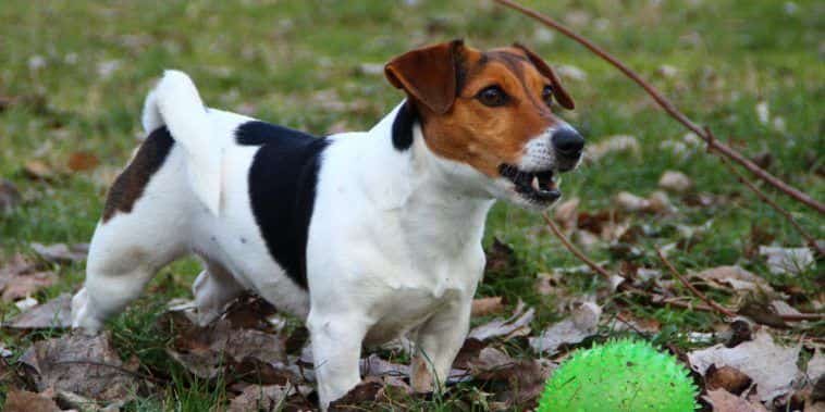 dalia bau the jrt (3)