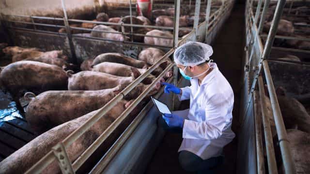 get started in careers in vet medicine petrage topper 2