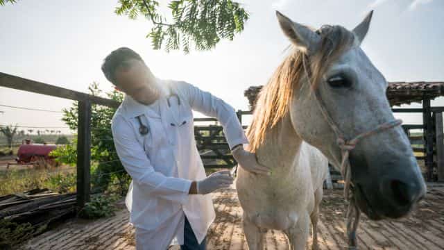 get started in careers in vet medicine petrage topper 3
