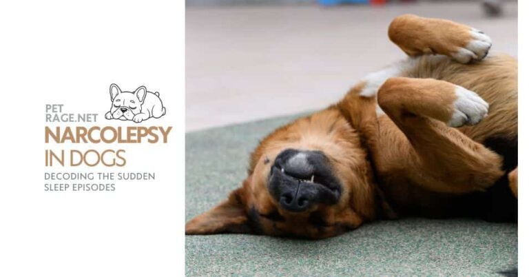narcolepsy in dogs decoding the sudden sleep episodes petrage