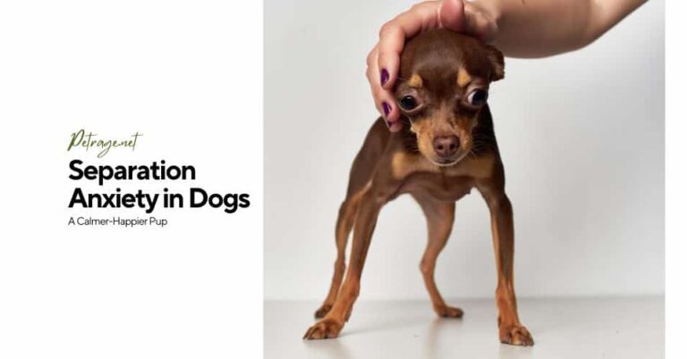 separation anxiety in dogs a calmer cappier pup petrage