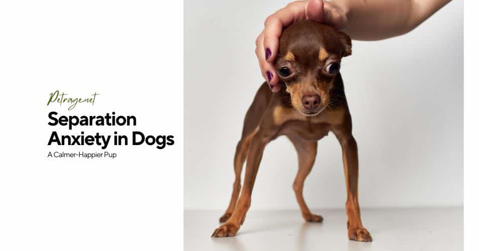 separation anxiety in dogs a calmer cappier pup petrage