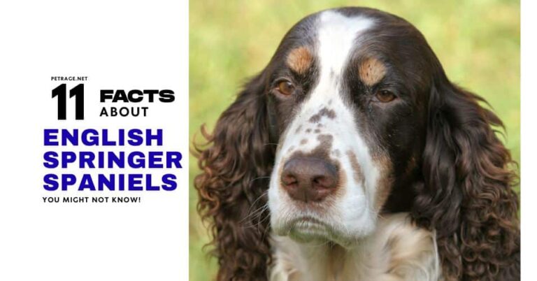 11 interesting facts about english springer spaniels petrage