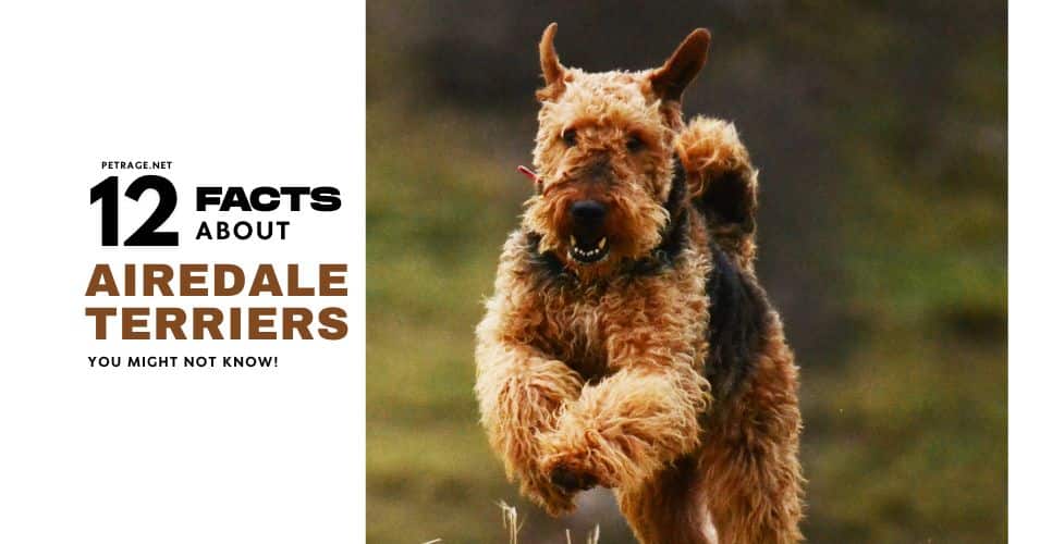 12 interesting facts about airedale terriers petrage