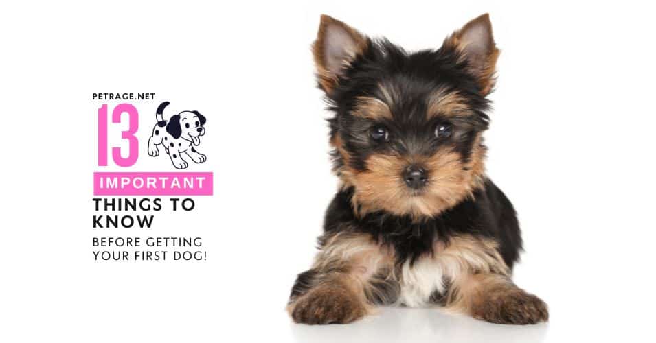 13 things to know before getting a dog first timer's guide petrage