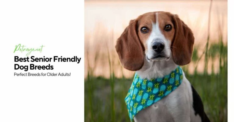 best low maintenance dog breeds for seniors gentle & easy companions petrage