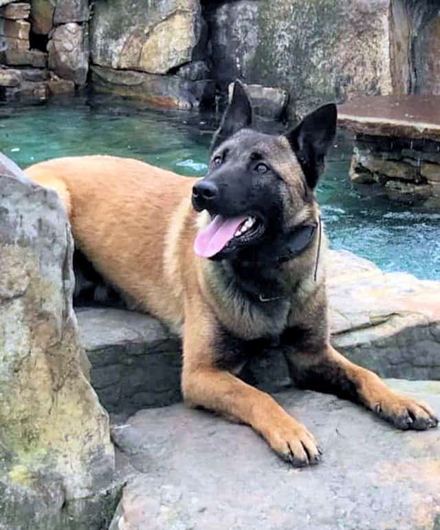mmk judge belgian malinois by michelle f