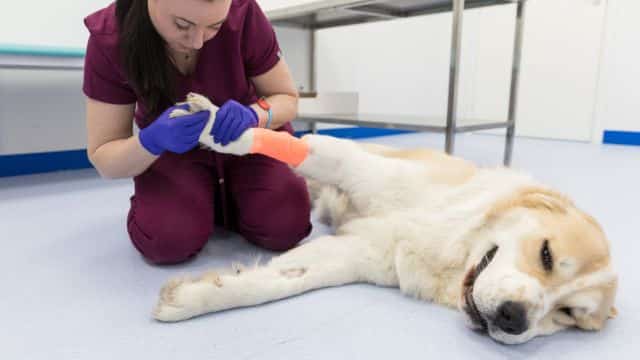 signs your dog might be sick when to see a vet topper petrage blog post 2
