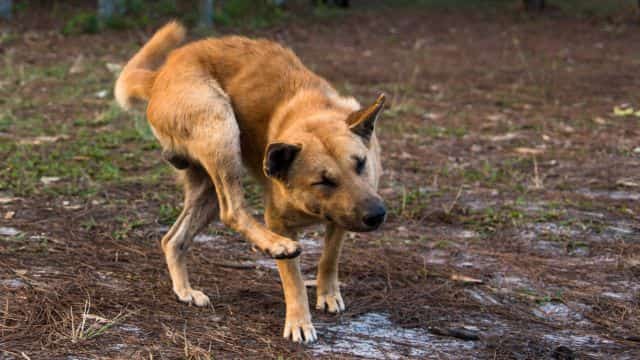 signs your dog might be sick when to see a vet topper petrage blog post 7