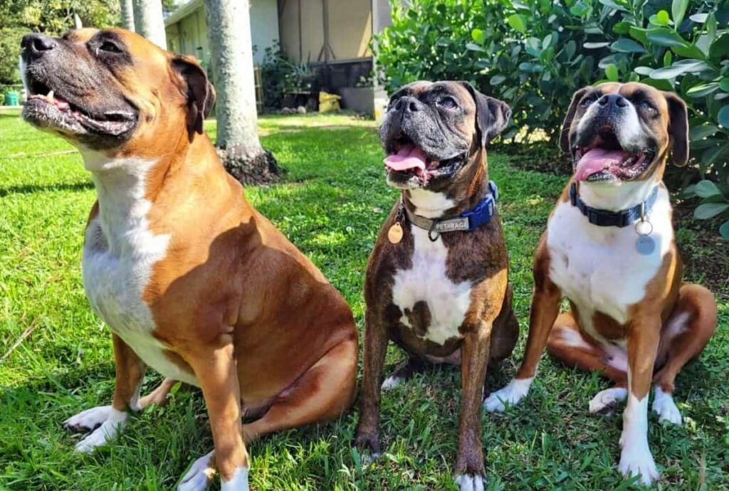 three boxer dogs the usual suspects by the boxer squad