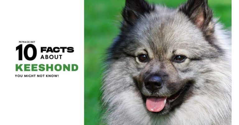 10 interesting facts about the keeshond petrage