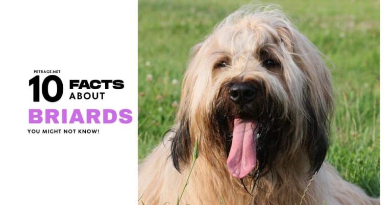 10 interesting facts about briards petrage