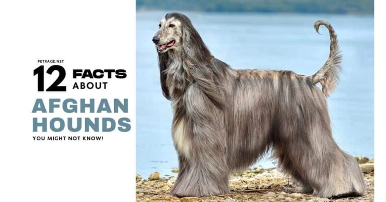 12 interesting facts about afghan hounds petrage