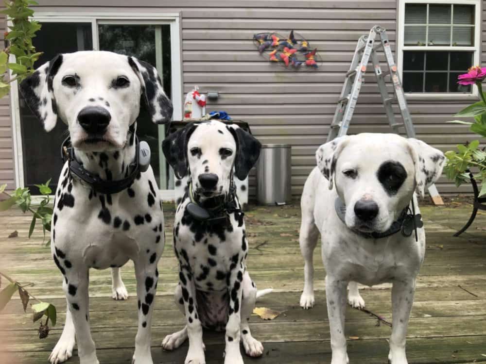 dalmatians ruby & joe by jeanne s (3)
