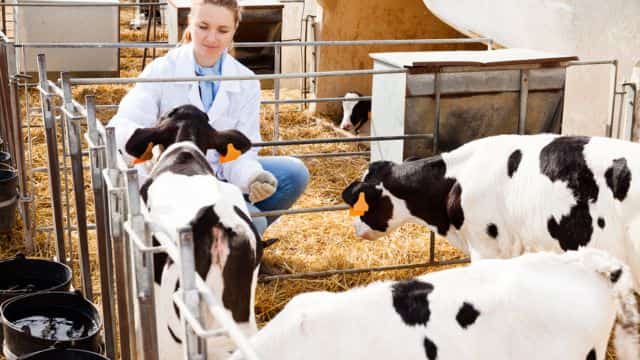 get started in careers in vet medicine petrage topper (1)