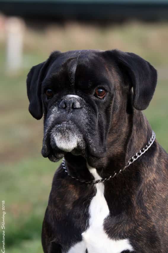 hippy the boxer dog by torsten l (2)