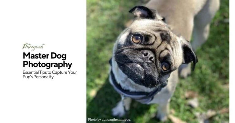 master dog photography essential tips to capture your pup’s personality petrage