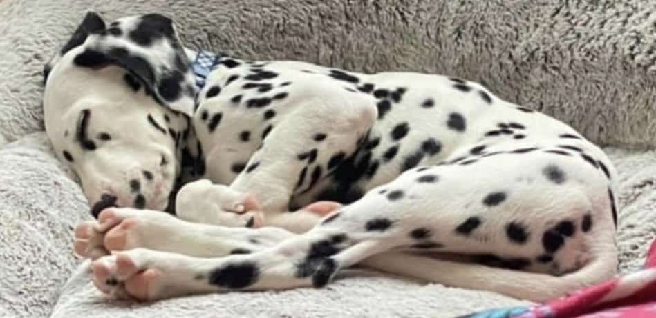 maverick the 4 month old dalmatian by by pam i (1)