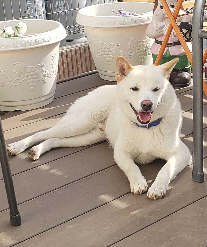 my akita by sweet r