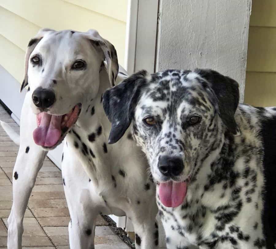 my dalmatian girls by liz s