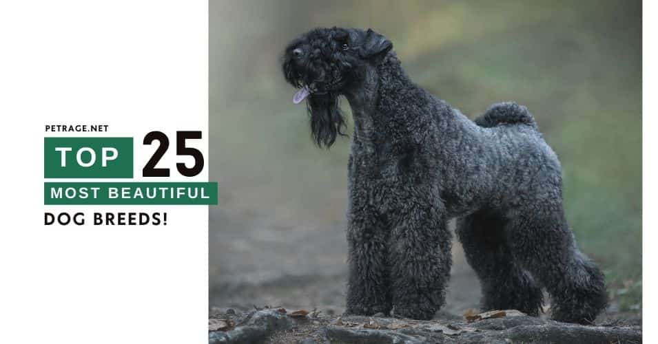 top 25 most beautiful dog breeds petrage post