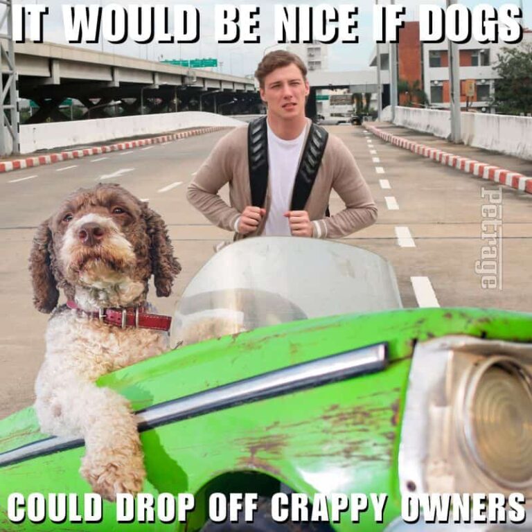 bad dog owner meme petage