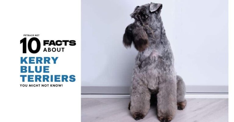 10 interesting facts about kerry blue terriers petrage