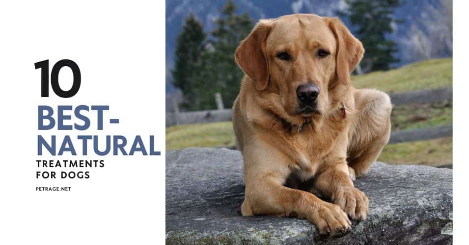 10 best natural treatments for dogs petrage