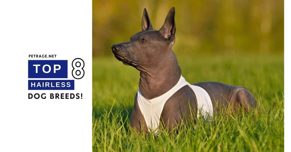 8 hairless dog breeds your guide to unique hypoallergenic pups petrage post