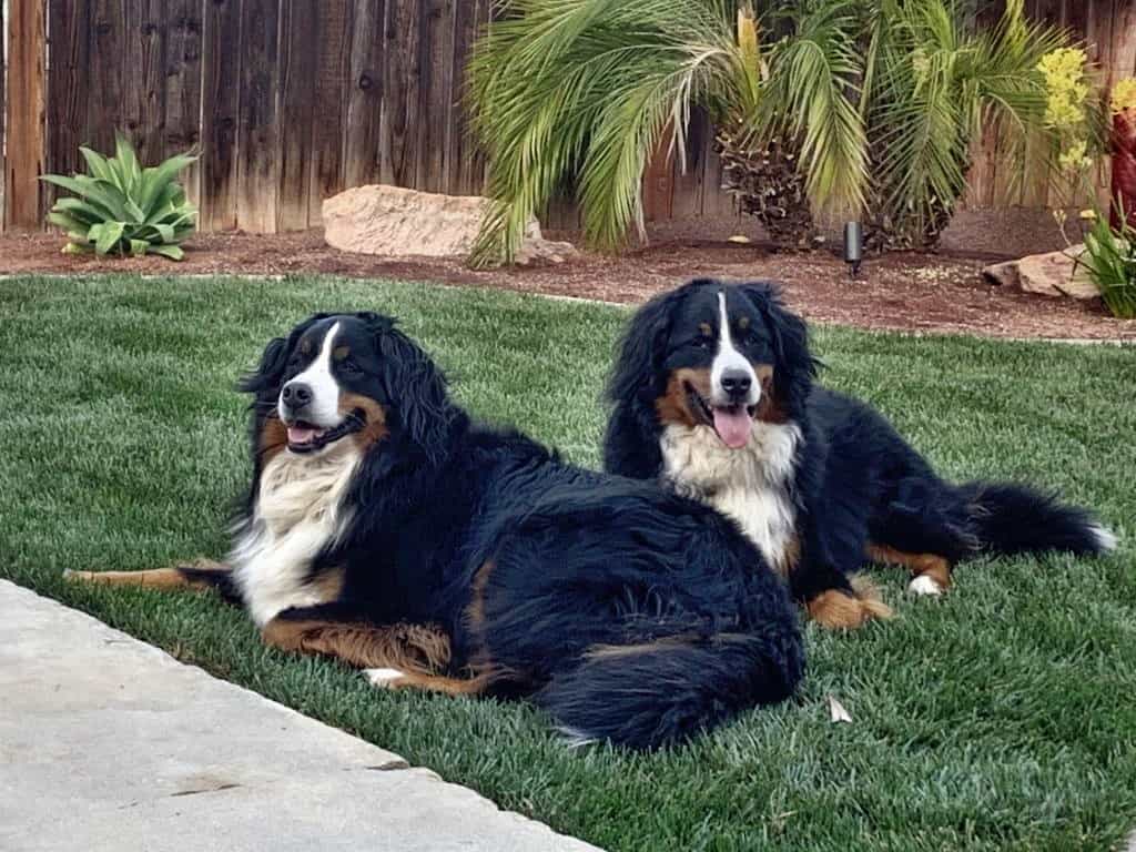bella and bear the bmds in so cal by lynda bb
