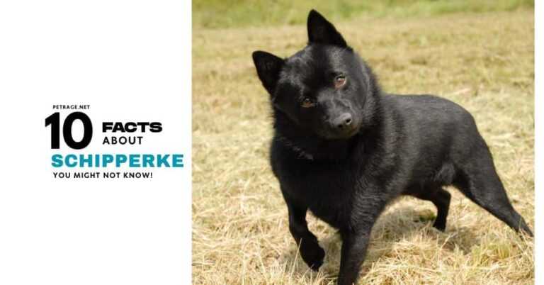 discover 10 interesting schipperke facts petrage