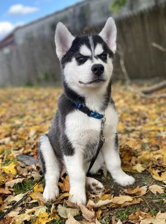 kodi the husky puppy by francheska g