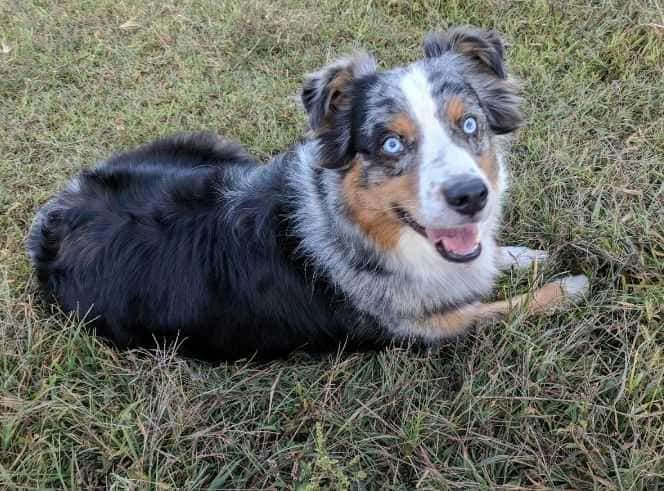 moonshine the aussie by betsy c
