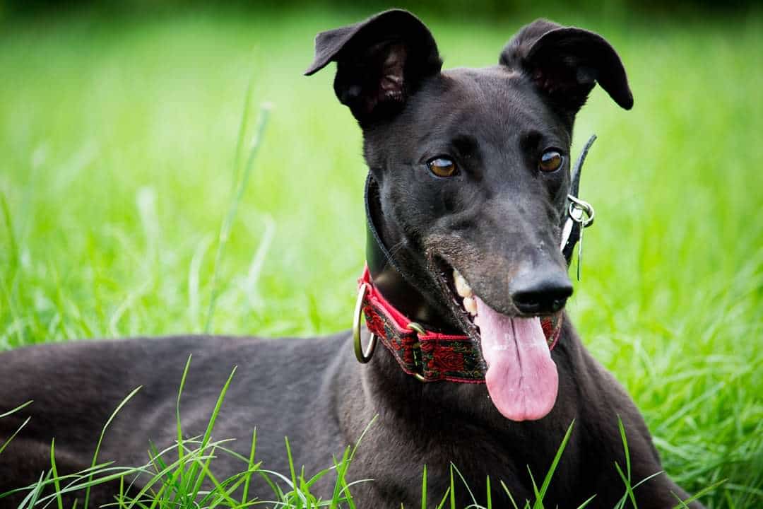 nina the greyhound by nina the greyhound (3)
