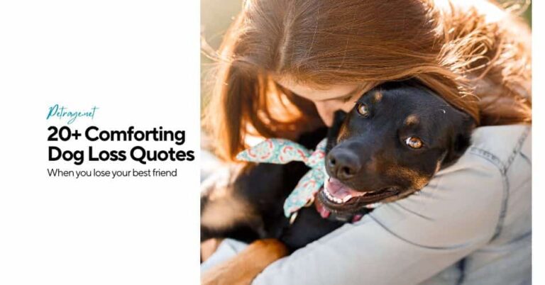 over 20 short & powerful dog loss quotes petrage