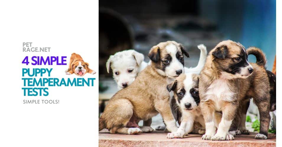 puppy temperament tests read your pup's personality petrage