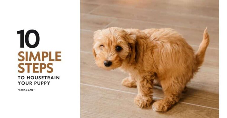ten simple steps to housebreak your puppy petrage