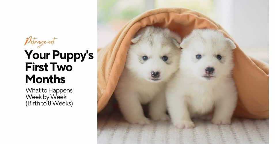 your puppy's first two months a week by week look at the magic petrage