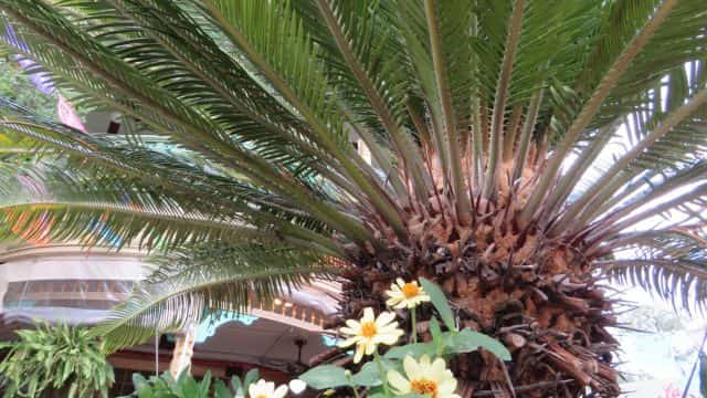 sego palm topper harmful plants