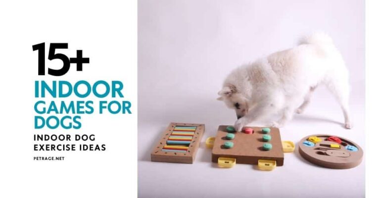 15 indoor games to keep your dog active & entertained rain or shine petrage