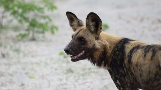 african wild dogs picture topper petrage (1)
