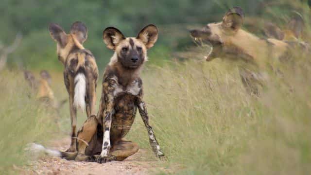 african wild dogs picture topper petrage (10)